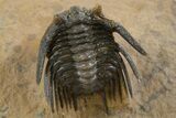 Spiny Leonaspis Trilobite - Top Quality Preparation #339623-1